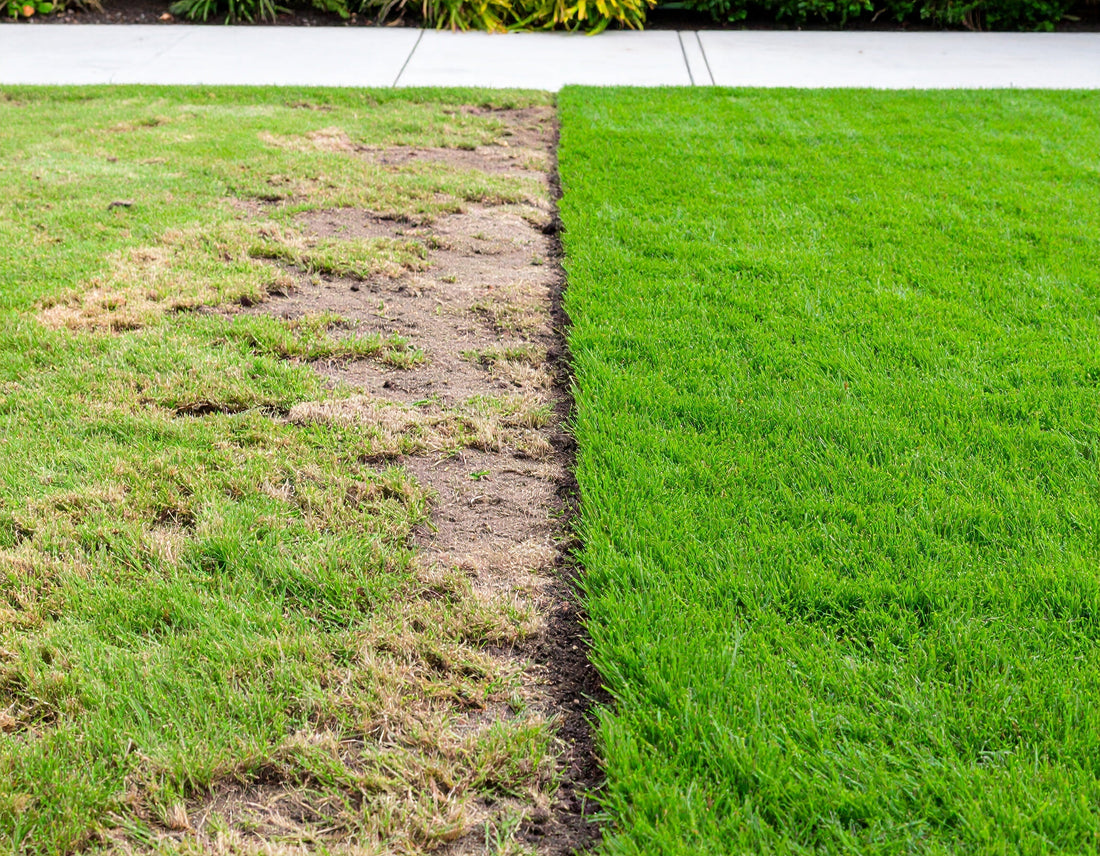 Split-view of a backyard lawn showing dead, patchy grass on the left and thick, healthy turf on the right — demonstrating the visual impact of proper soil care and regeneration.